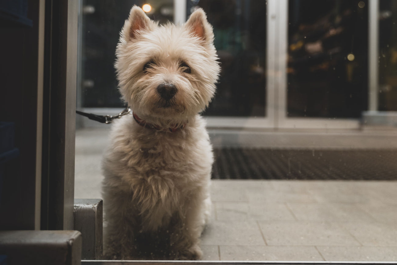 A small white fluffy dog sits on a tiled floor inside a glass-front building, looking out through the window. The background shows a dark nighttime street or storefront scene with reflections and lights.