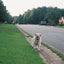 Sonny Nation Neighborhood Dog Walks