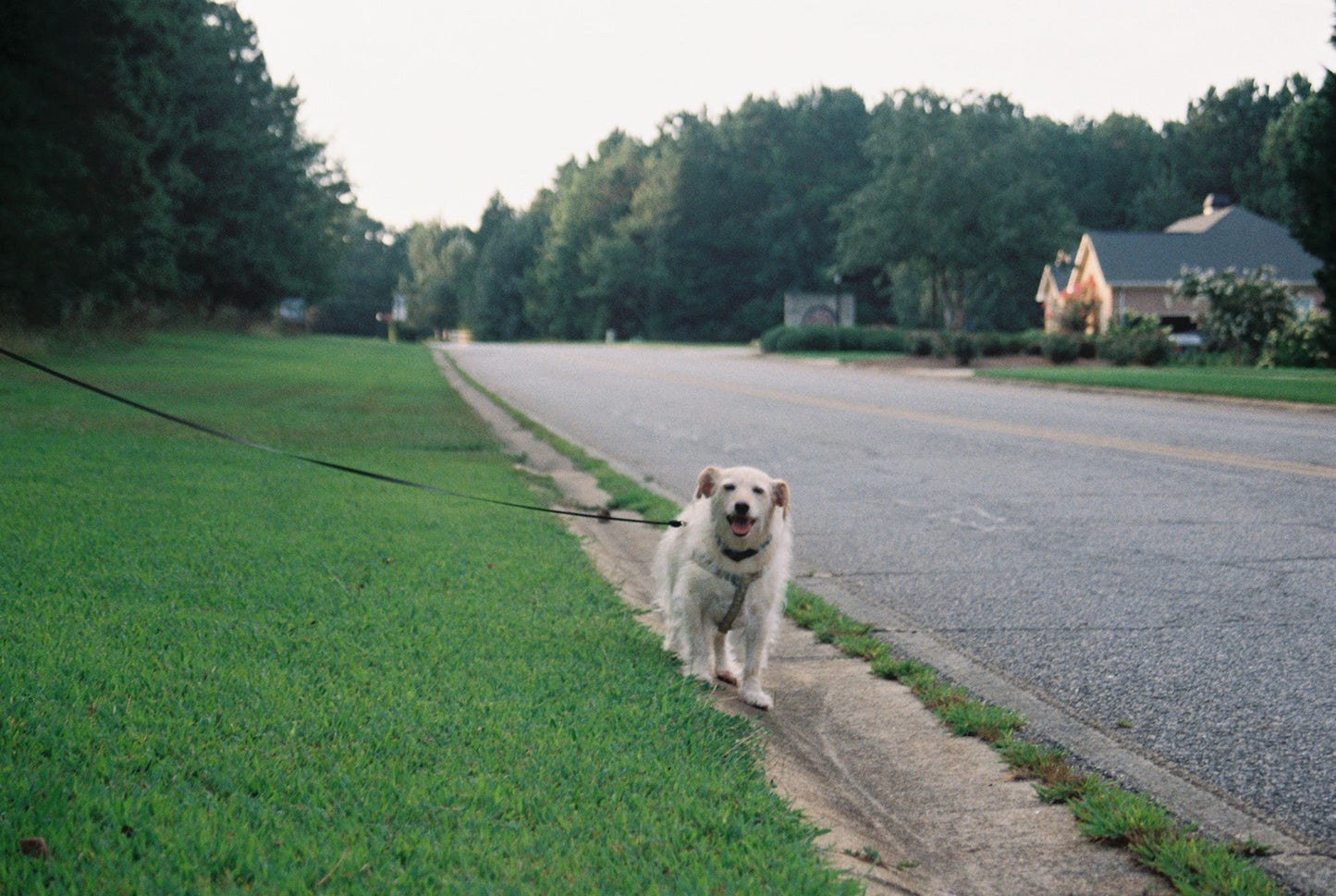 Sonny Nation Neighborhood Dog Walks