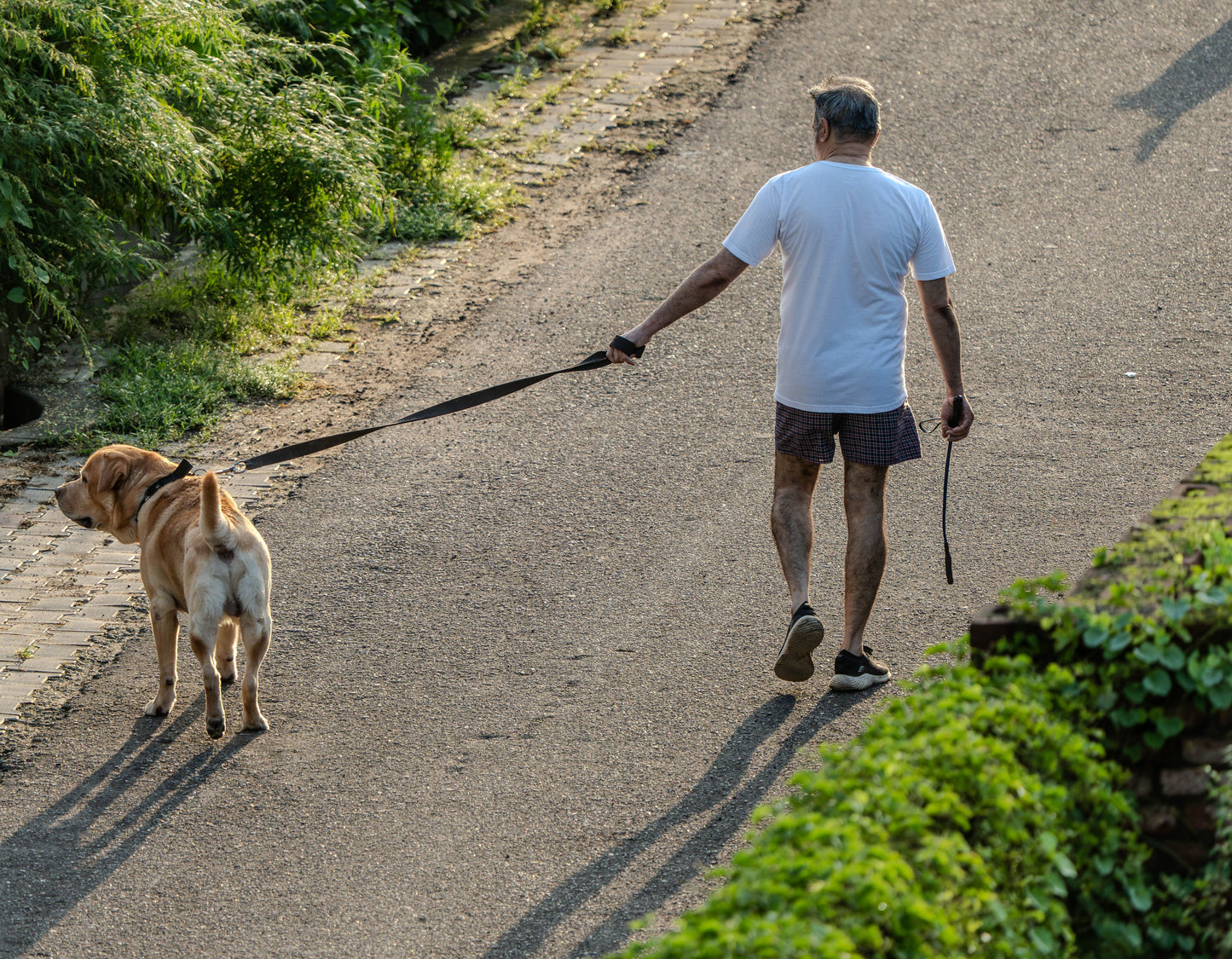 Sonny Nation Neighborhood Dog Walks